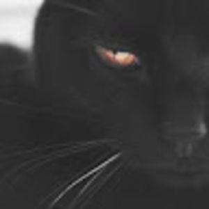 Meet your Posher, Dalia